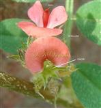  Calyx